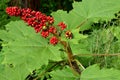 Bright red berries top off a DevilÃ¢â¬â¢s Club plant Royalty Free Stock Photo